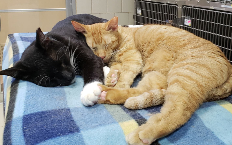 Off-Site Adoption Events