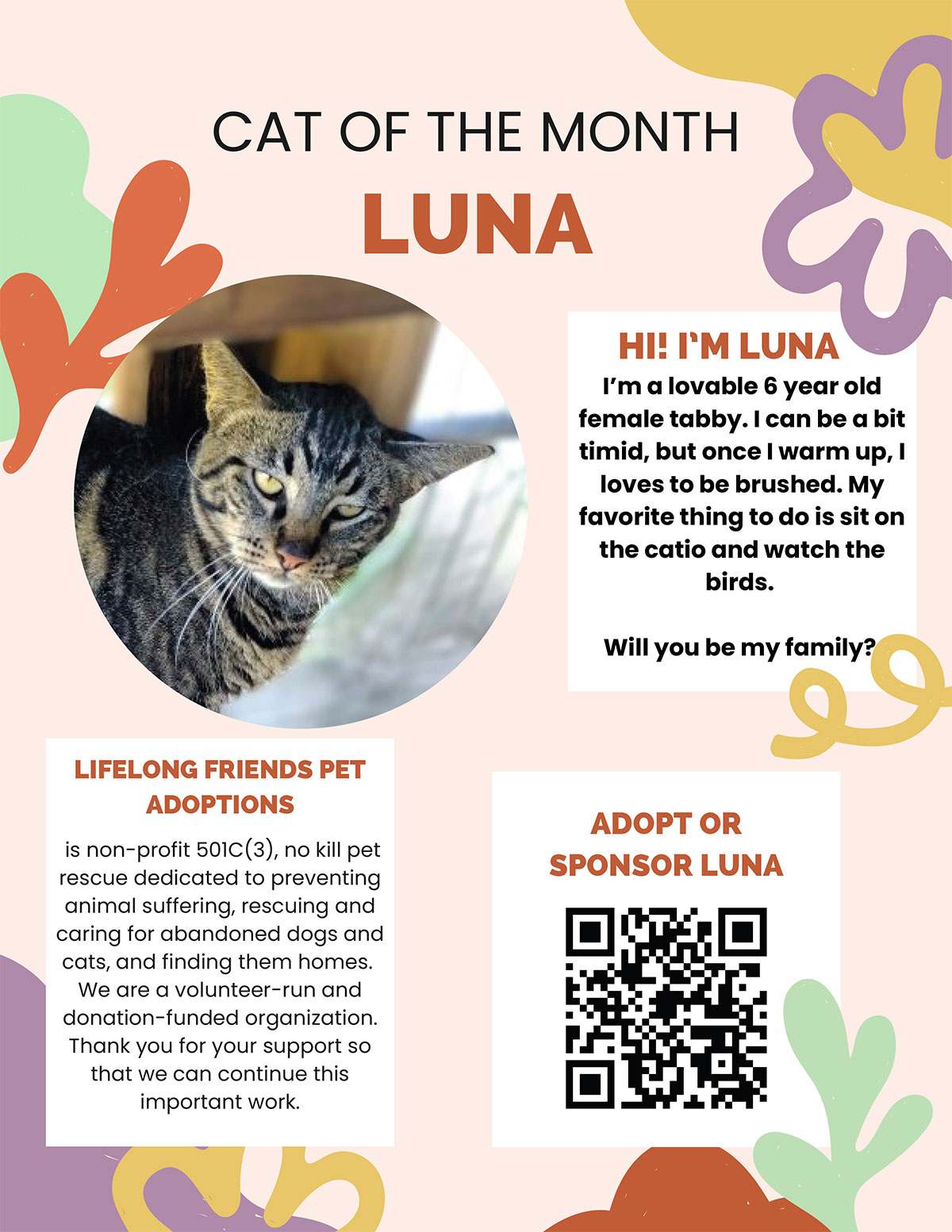 Luna - Cat of the Month