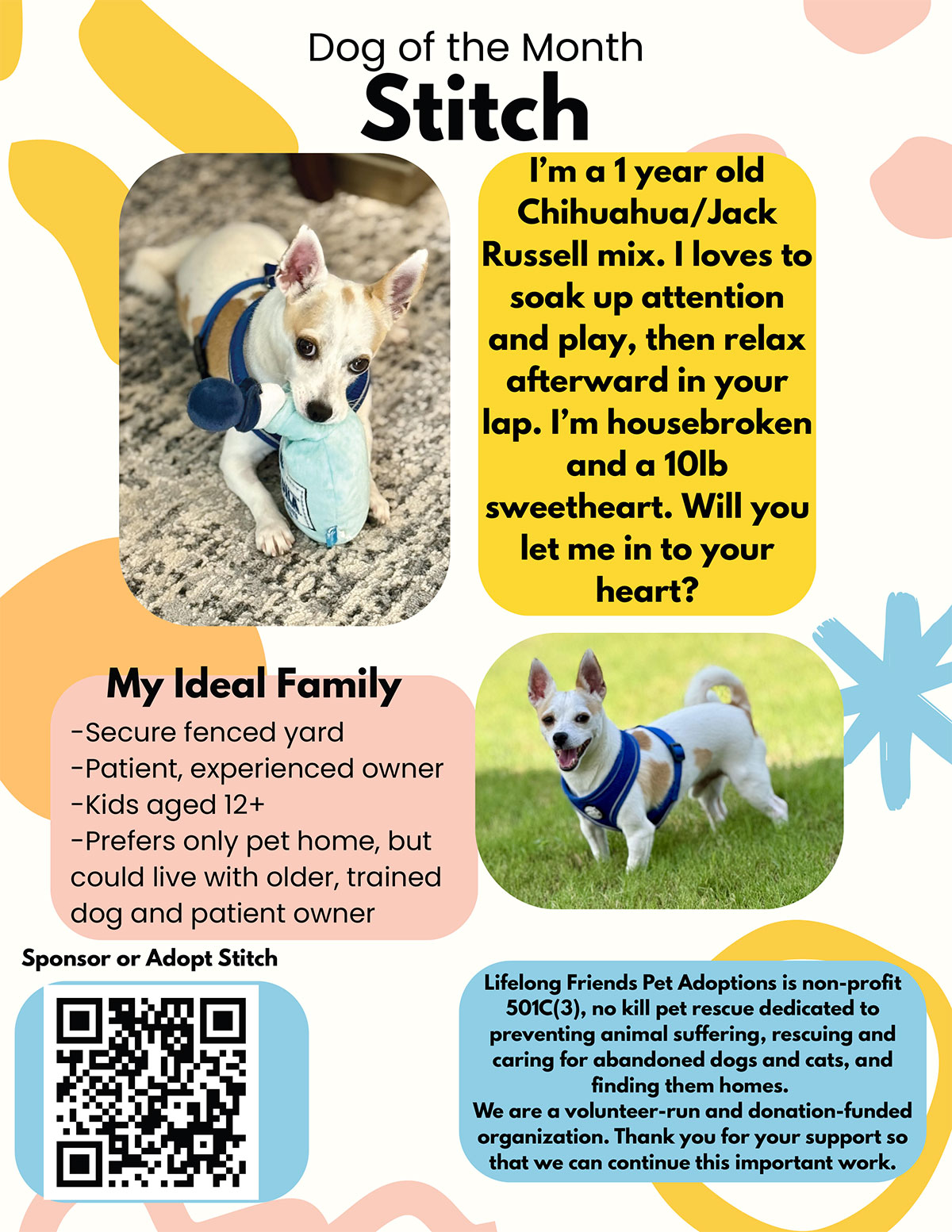 Stitch - Dog of the Month