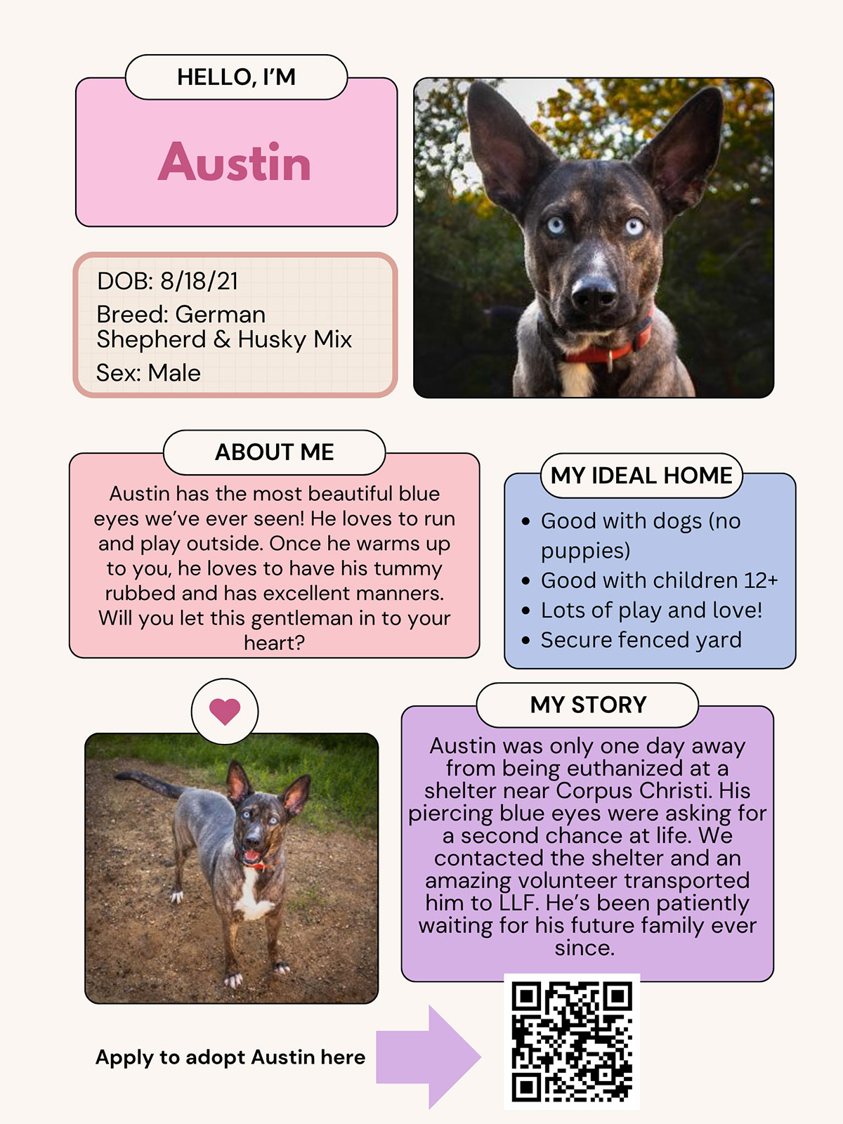Dog of the Month - Austin
